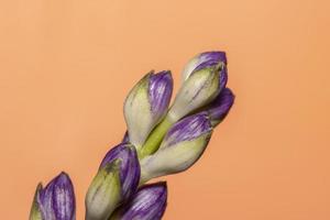 Nahaufnahme von lila Blütenknospen auf orangem Hintergrund foto