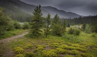 Wildblumenwiese im ländlichen Colorado an einem stürmischen Tag