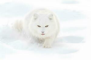 flauschige Katze Gehen auf das Schnee. neural Netzwerk ai generiert foto