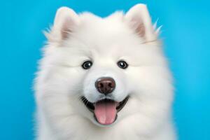 süß samoyed Hund auf Blau Farbe Hintergrund. neural Netzwerk ai generiert foto