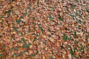 rot und Orange Herbst Blätter Hintergrund. draussen. bunt Hintergrund Bild von gefallen Herbst Blätter foto