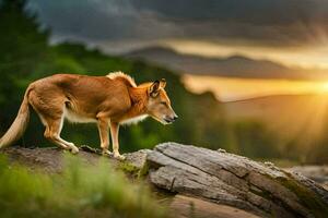 ein Hund ist Stehen auf ein Felsen im das Sonnenuntergang. KI-generiert foto