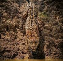 ein majestätisch Leopard wandernd im das wild majestätisch Leopard im Dschungel, auf Felsen, in der Nähe von Wasser. foto