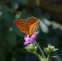 zart Schmetterling aussteigen auf Blume Blütenblatt im Natur frisch Blume blühen mit zart Schmetterling präsentieren Schönheit im Natur und Tierwelt. foto