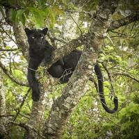 schwarz Tiger, Tierwelt unter das Bäume, Tiere Tierwelt im Urwald katzenartig Kreatur thront auf Ast inmitten der Natur Schönheit. foto