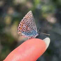 Nahansicht von Hand halten Schmetterling im der Natur Schönheit zart Schmetterling auf Finger, präsentieren beschwingt Flügel Muster. foto