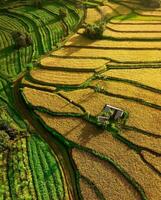 sonnendurchflutet terrassiert Felder im das Grün Landschaft, fruchtbar Ackerland, Grün Felder, Reis Paddy Terrassen, szenisch Landschaft foto