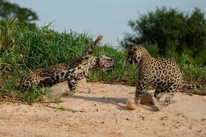 zwei Leoparden sind Kampf foto