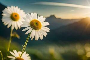 Gänseblümchen im das Sonne, Berge, Natur, Blumen, hd Hintergrund. KI-generiert foto