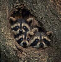 neugierig Waschbär Familie im Wald Lebensraum neugierig Waschbär im Wald, suchen beim Kamera in der Nähe von Baum Stamm. foto