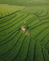 still Landschaft Landwirtschaft Szene inmitten üppig Grün Landschaft, Land Ernte Feld mit Grün Wachstum im friedlich Natur foto