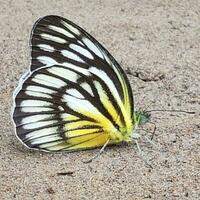 Gelb Schmetterling mit gestreift Flügel im Natur beschwingt Schmetterling mit gestreift Flügel präsentieren natürlich Schönheit im Nahansicht Schuss. foto