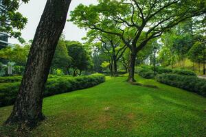 Landschaft von das Öffentlichkeit draussen Park mit groß Bäume und Gebüsch foto