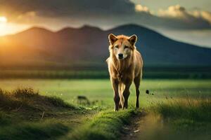 ein Wolf ist Gehen im das Gras beim Sonnenuntergang. KI-generiert foto
