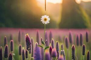 ein Single Blume steht aus im ein Feld von lila Blumen. KI-generiert foto