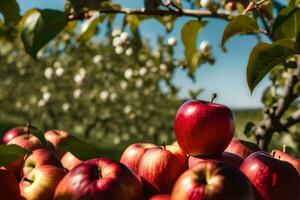 Äpfel sind gestapelt oben im ein Obstgarten. KI-generiert foto