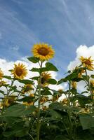 Sonnenblumen und ein Blau Himmel foto