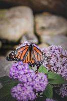 Monarchfalter auf Strauch im Blumengarten foto