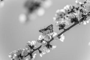 Schmetterling auf Zweig mit Aprikosenblüten in Schwarz-Weiß foto