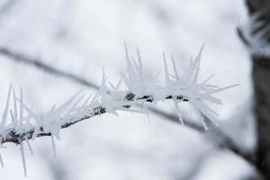 eisiger Zweig mit Frost foto