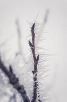 eisiger Zweig mit Frost foto