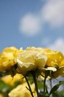 gelbe Rosen gegen blauen Himmel foto