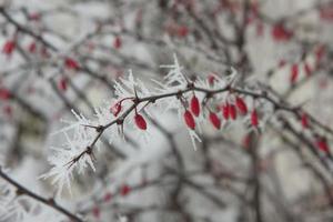 frostiges Beerendickicht foto