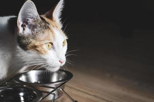 hungrige dreifarbige Katze frisst Trockenfutter foto