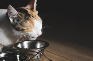 hungrige dreifarbige Katze frisst Trockenfutter foto