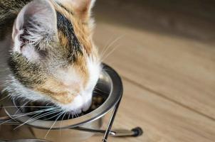 hungrige dreifarbige Katze frisst Trockenfutter foto