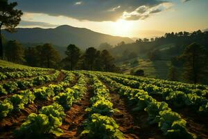 schön Aussicht von ein Tee Feld Plantage, Weinberg Bauernhof oder Erdbeere Garten im das Grün Hügel beim Sonnenaufgang Konzept durch ai generiert foto