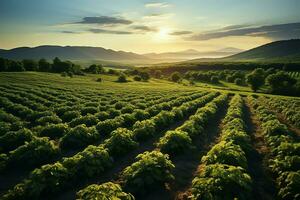 schön Aussicht von ein Tee Feld Plantage, Weinberg Bauernhof oder Erdbeere Garten im das Grün Hügel beim Sonnenaufgang Konzept durch ai generiert foto