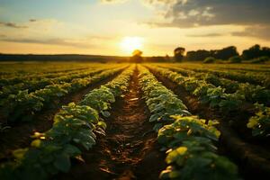 schön Aussicht von ein Tee Feld Plantage, Weinberg Bauernhof oder Erdbeere Garten im das Grün Hügel beim Sonnenaufgang Konzept durch ai generiert foto