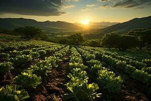 schön Aussicht von ein Tee Feld Plantage, Weinberg Bauernhof oder Erdbeere Garten im das Grün Hügel beim Sonnenaufgang Konzept durch ai generiert foto