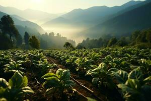 schön Aussicht von ein Tee Feld Plantage, Weinberg Bauernhof oder Erdbeere Garten im das Grün Hügel beim Sonnenaufgang Konzept durch ai generiert foto