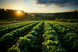 schön Aussicht von ein Tee Feld Plantage, Weinberg Bauernhof oder Erdbeere Garten im das Grün Hügel beim Sonnenaufgang Konzept durch ai generiert foto