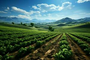 schön Aussicht von ein Tee Feld Plantage, Weinberg Bauernhof oder Erdbeere Garten im das Grün Hügel beim Sonnenaufgang Konzept durch ai generiert foto