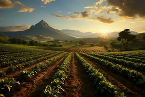 schön Aussicht von ein Tee Feld Plantage, Weinberg Bauernhof oder Erdbeere Garten im das Grün Hügel beim Sonnenaufgang Konzept durch ai generiert foto