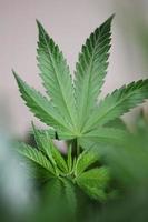 Cannabisblatt Nahaufnahme medizinisches Marihuana Hintergrund Draufsicht drucken