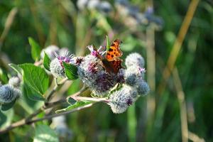 Schmetterling auf einer Distel Nahaufnahme foto