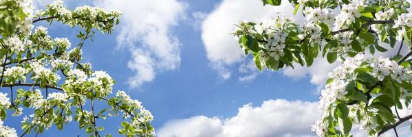 blühende Obstbäume gegen den Himmel foto