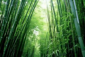 Aussicht von botanisch Grün Bambus tropisch Wald im Tageslicht. orientalisch Bambus Hain im China japanisch Konzept durch ai generiert foto