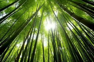 Aussicht von botanisch Grün Bambus tropisch Wald im Tageslicht. orientalisch Bambus Hain im China japanisch Konzept durch ai generiert foto