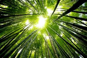 Aussicht von botanisch Grün Bambus tropisch Wald im Tageslicht. orientalisch Bambus Hain im China japanisch Konzept durch ai generiert foto