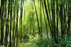 Aussicht von botanisch Grün Bambus tropisch Wald im Tageslicht. orientalisch Bambus Hain im China japanisch Konzept durch ai generiert foto