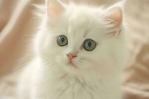 süß klein flauschige Kätzchen mit schön Augen ist Sitzung oder ruhen. britisch kurzes Haar. Katze Tag Konzept durch ai generiert foto