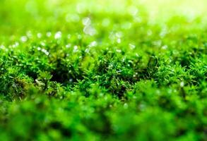 Frisches grünes Moos wächst auf dem Boden mit Wassertropfen im Sonnenlicht
