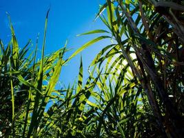 Sonnenlicht und blauer Himmel über der Zuckerrohrfarm foto
