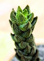 Haworthia reinwardtii eine mehrjährige Sukkulentenart foto