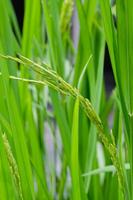 Reis Pflanze im natürlich Paddy Feld von Thailand foto